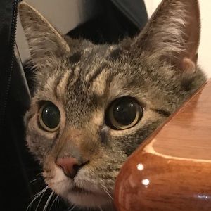 Meet your Posher, Shannon